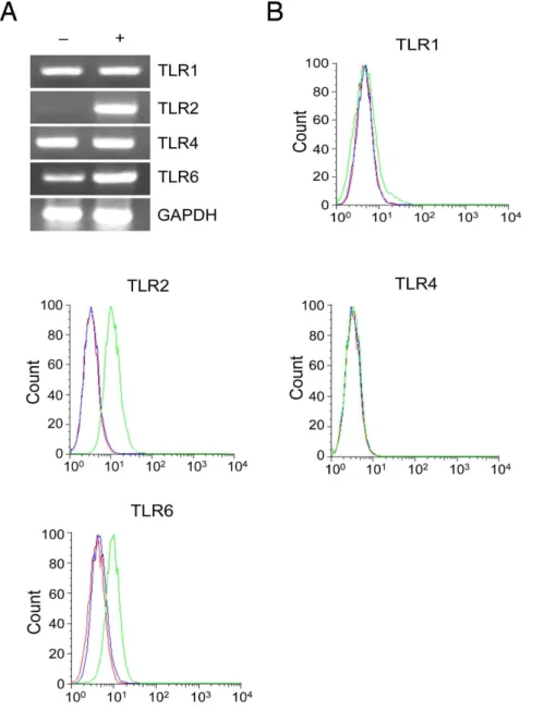 Figure 1. OmpA of S. flexneri 2a induces expression of TLR2 and TLR6 in B cell. (A) Splenic B cells were stimulated with OmpA (5 mg/ml), total RNA was extracted after 3 h and subjected to RT-PCR using the appropriate primer