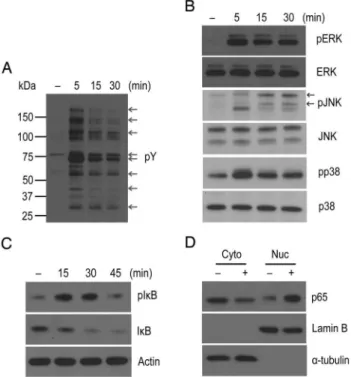 Figure 3. OmpA triggers expression of MHCII and CD86 on B cell. Splenic B cells were incubated without (red) or with (black) OmpA (5 mg/ml) for 24 h