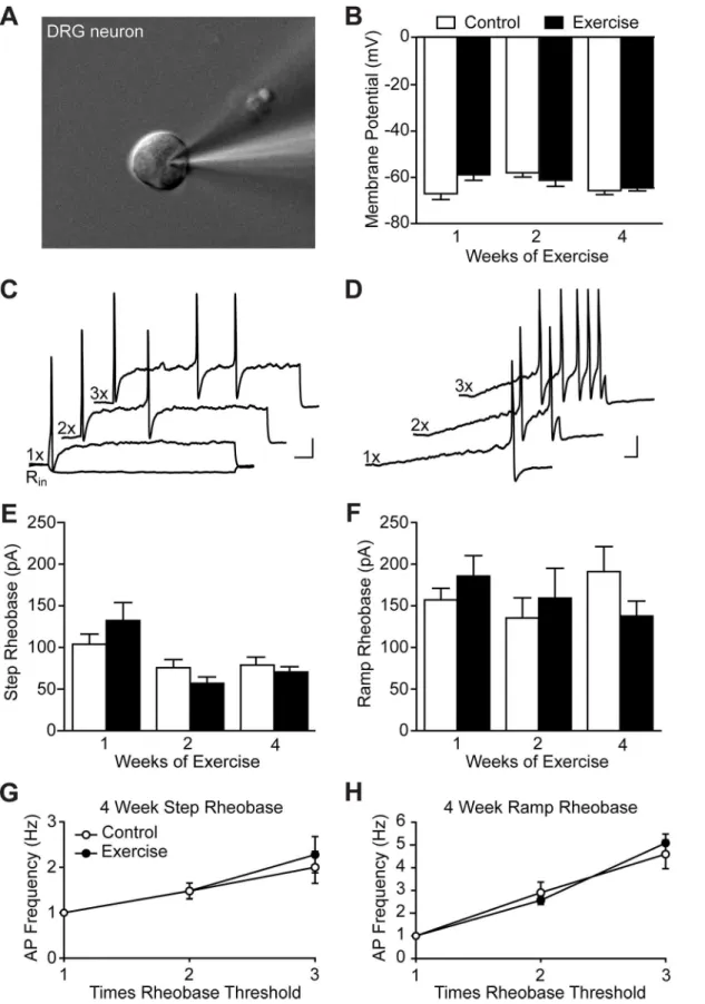 Fig 2. Exercise training did not alter DRG neuron membrane or excitability properties of uninjured animals