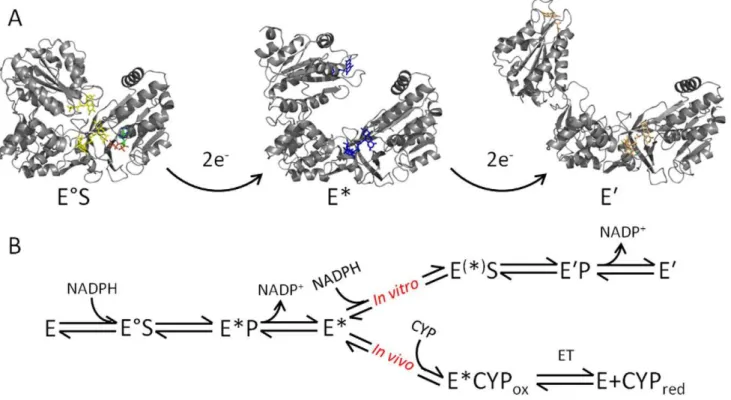 Figure 6. Integrated model of dynamics and chemistry in CPR in a proposed 2,4 reaction cycle as observed in vitro
