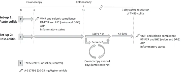 Fig 1. Scheme of the two experimental set-ups. In set-up 1 (acute colitis), rats were instilled with TNBS (colitis) or saline (control) and further experiments were conducted 3 days later, during the acute phase of colitis