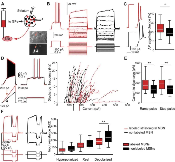 Figure 1. Membrane properties of MSN subtypes in rat slices. A, schematic figure of retrograde labeling of striatonigral medium spiny neurons (MSNs), and patch-clamp recording from direct pathway (red) and nearby nonlabeled (putative indirect pathway) MSNs
