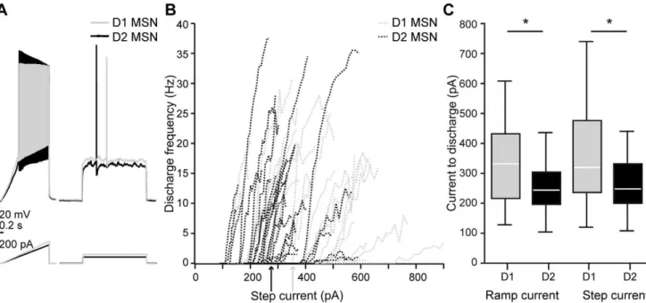 Figure 2. Differential excitability of mouse MSNs. A, voltage response of Drd1-EGFP expressing D1 MSN (gray) and nonlabeled D2 MSN (black) to ramp and step current injection