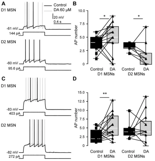 Figure 4. Effects of DA on excitability of MSN subtypes at depolarized and hyperpolarized membrane potential