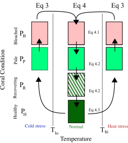 Fig. 3. The 4 states of coral health in the model (Healthy, Recovering, Pale and Bleached), the transitions between the 4 states are represented by the directional arrows, and the arrow size gives an indication of the relative rates of the processes.