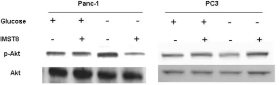Table 1. Akt dephosphorylation by pyvinium phosphate in various tumor cell lines under glucose starvation.