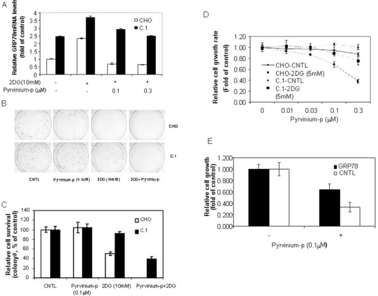 Figure 4. Over-expression of GRP78 protects cells from pyrvinium-induced cell death. A: Quantitative real-time RT-PCR analysis