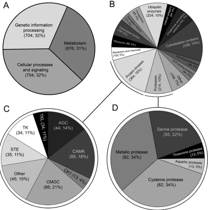 Figure 1. A summary of conserved groups of protein inferred from the transcriptome of the adult stage of Fasciola gigantica 