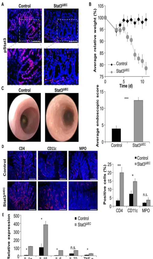 Fig 2. Stat3 ΔIEC mice are hypersusceptible to C. infection and develop severe colitis
