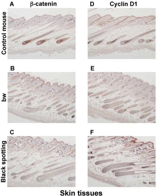 Fig 6. Expression of beta-catenin and cyclin D1 in the skin tissues. Immunohistochemical analysis of the skin tissues taken from the control transgenic mouse (A, D), the bw mouse (B, E), and the black spotting mouse (C, F) for expression of beta-catenin (A