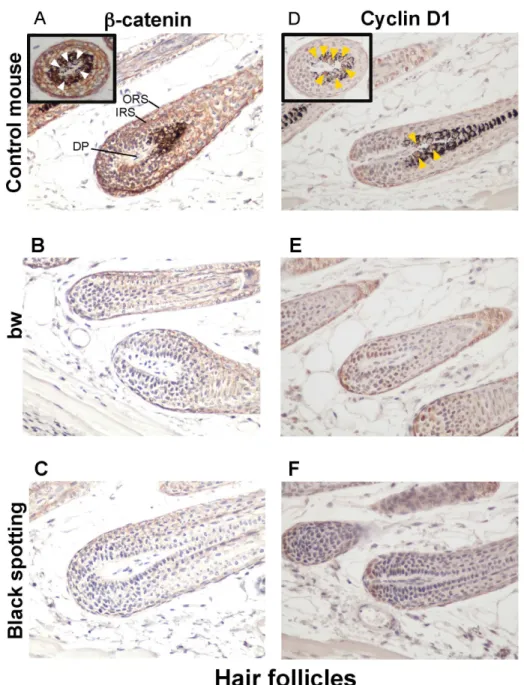 Fig 7. Low expression of beta-catenin and cyclin D1 in hair follicles lacking melanocytes.