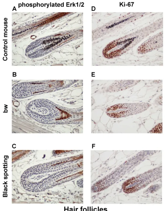 Fig 9. Expression of phosphorylated ERK1/2 and Ki-67 in hair follicles. Immunohistochemical analysis of the hair follicles of the control transgenic mouse (A, D), the bw mouse (B, E), and the black spotting mouse (C, F) for expression of p-ERK1/2 (A—C) and