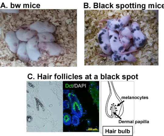 Fig 1. Black spotting mouse spontaneously arisen from the bw mouse. Appearance of bw mice (A) and black spotting mice (B)