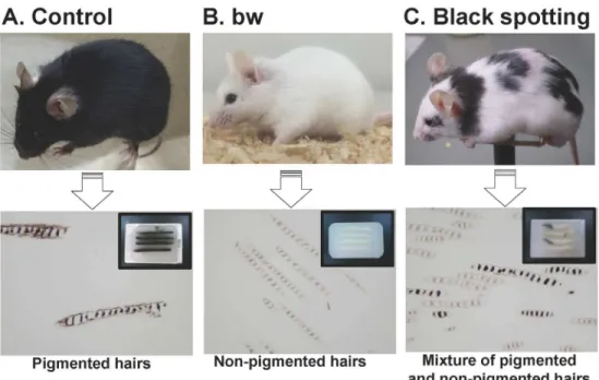 Fig 2. Black spotting mouse shows pigmented patches with a grayish tone. Top panels show a control lacZ transgenic mouse on the C57BL/6 background (A), the bw mouse with the black-eyed white phenotype (B), and the black spotting mouse with the black-eyed p