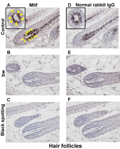 Fig 3. Lack of Mitf expression in the white coat area of the black spotting mouse. Immunohistochemical analysis of the hair follicles from the control lacZ transgenic mouse (A, D), from the bw mouse (B, E), and from the white coat area of the black spottin