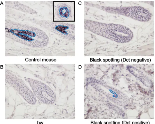 Fig 4. Expression of Dct in melanocytes of a pigmented hair follicle of the black spotting mouse.