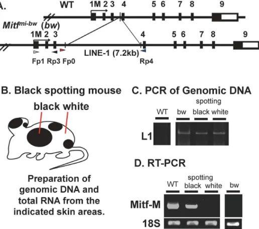 Fig 5. LINE-1 is retained in the Mitf gene of the black spotting mouse. (A) The wild-type Mitf gene (WT) and the Mitf mi-bw gene are schematically presented on the top, showing the position of the LINE-1 insertion in intron 3
