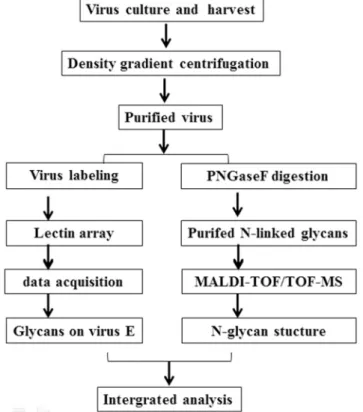 Fig 1. Workflow including virus purification, lectin array and MALDI-TOF/TOF-MS analysis.