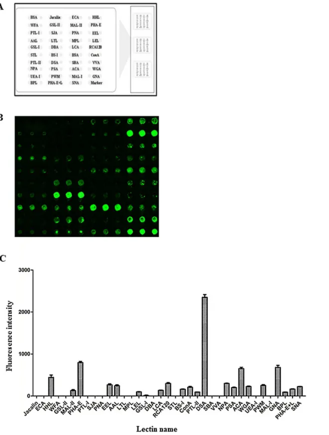 Fig 4. Glycan profiling of purified DENV-2 particles from insect cells by lectin microarrays