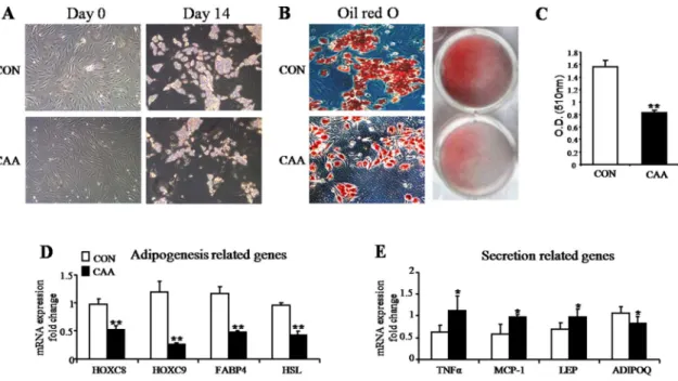 Figure 3. Adipogenesis and secretion function-related gene expression in SVF cells from mammary fat