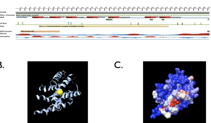 Fig 3. Structural domains and crystal structure of ADRB2 (protein databank [PDR] structure 2r4r, images from LS-SNP/PDB [51])