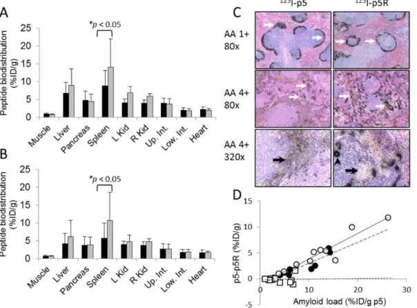 Figure 5. The distribution of peptide p5R differs from p5 in AA mice in vivo . Dual energy biodistribution studies of (A) 125 I-p5R (black) and