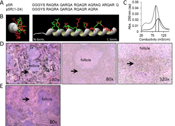 Figure 6. Peptide 125 I-p5R(1-24) microdistribution is uniform relative to 125 I-p5R in splenic AA amyloid