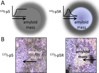 Figure 7. The binding-site barrier effect. (A) Schematic represen- represen-tation of the diffuse accumulation of p5 throughout the amyloid lesion.