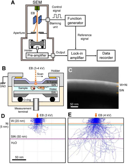 Figure 1. Experimental set-up and data acquisition system. (A) FTE imaging system. The scanning EB irradiates the upper side of the W–Ni- W–Ni-coated SiN film, which is modulated by the beam-blanking unit using a function generator at 30260 kHz