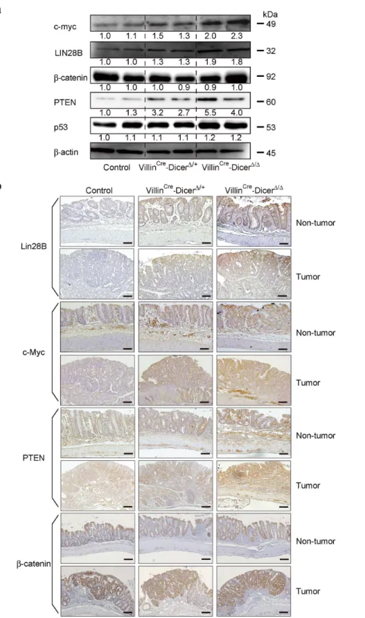 Figure 5. Expression levels of representative genes in colitis-associated tumors in Dicer1 -mutant mice