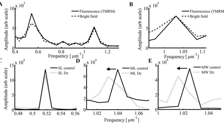 Figure 4. Deformation of mitochondria in response to sarcomere contraction. (A) Sarcomere length and (B) mitochondrial length calculated from frequency domain analysis along length-x axis during electrical stimulation (1 Hz)