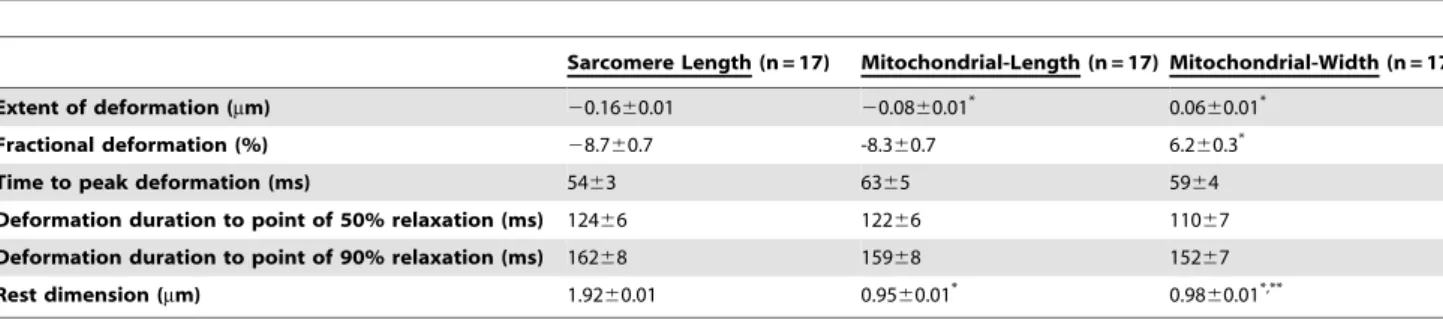 Figure 5A represents the SL vs. the mitochondrial dimension in the length-axis. In order to estimate the deformation of the mitochondrial dimension in the thick-axis, we assumed constant mitochondrial volume during a single contraction transient and ellips