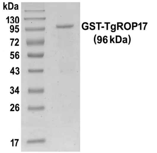 Figure 2. Determination of specific anti-rTgROP17 antibody responses in serum samples from vaccinated and control mice by ELISA