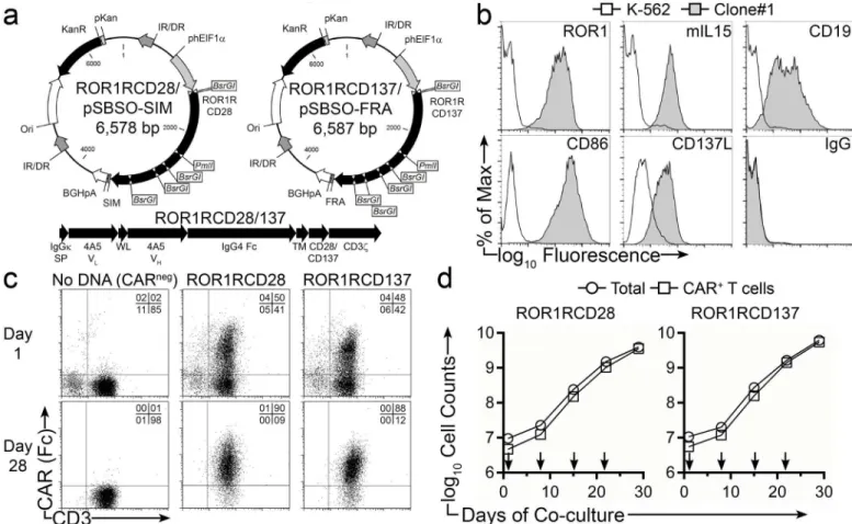Fig 2. Sustained numeric expansion of ROR1-specific CAR + T cells upon clone#1 AaPC and cytokines