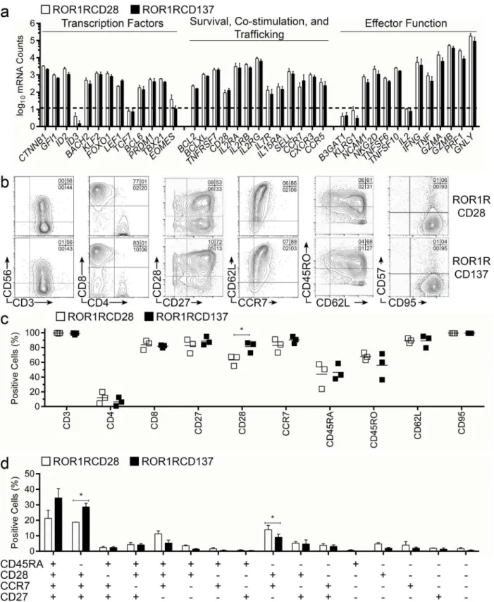 Fig 3. Lymphocyte transcriptional profile and memory markers expressed on CAR + T-cell surface