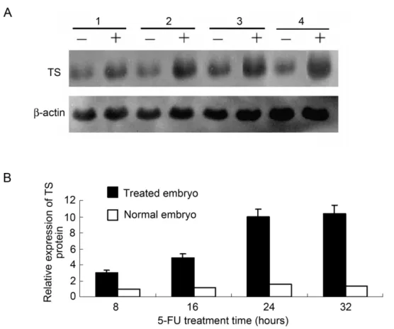 Figure 3. Specific interaction between zebrafish TS and its cognate mRNA in vitro. A gel shift experiment was performed using