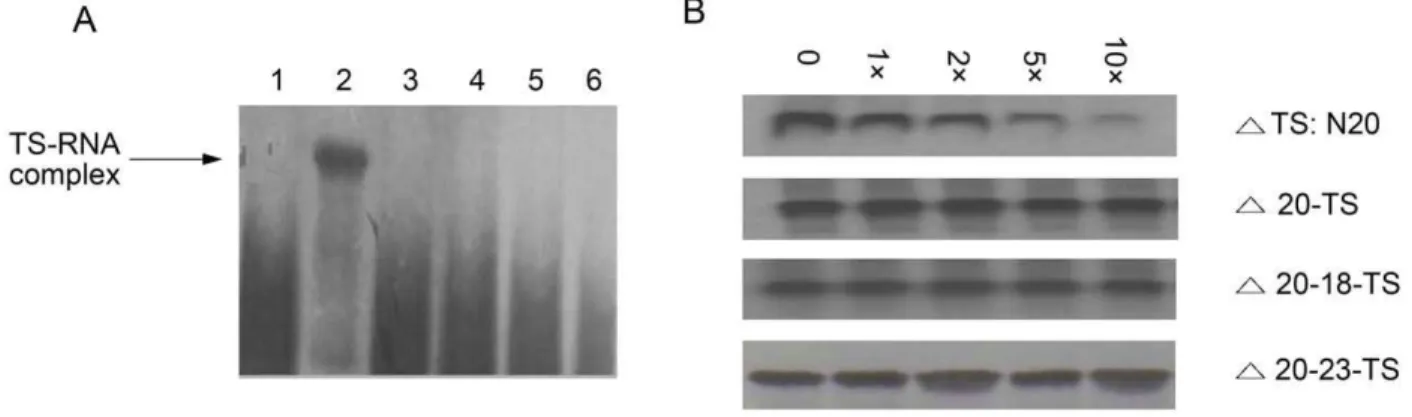 Figure 5. Interaction of TS:N20 with zebrafish TS protein in vitro. A, Gel mobility shift analysis of TS:N20 interaction with TS protein