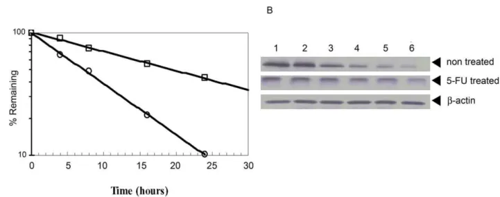 Figure 8. Effect of 5-FU on the stability of TS protein in zebrafish embryos. Healthy embryos at the 1–2 cell stage were treated with 10 mg/