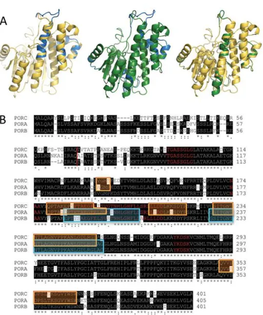 Fig 1. Homological models and amino acid sequences of POR proteins. (A) Aligned homological models of PORA (blue), PORB (yellow) and PORC (green)