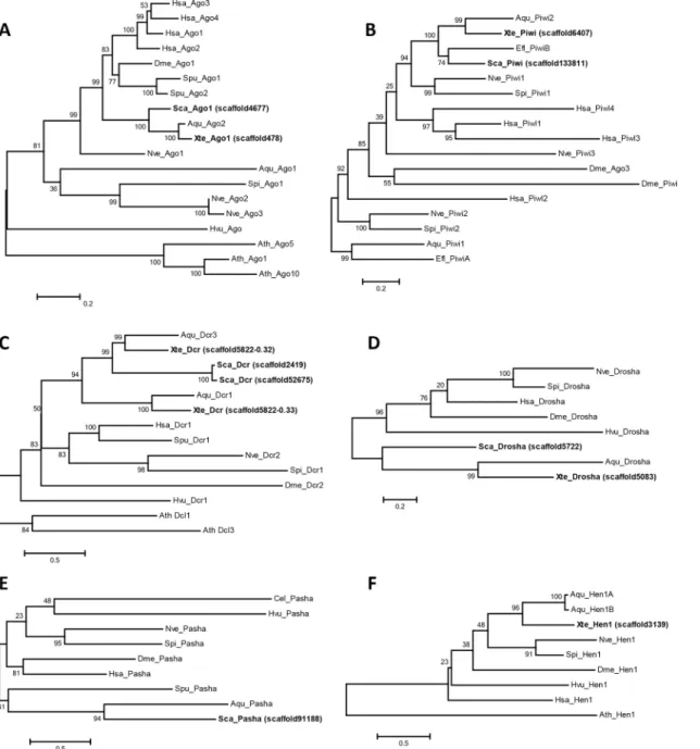 Fig 1. Maximum-likelihood phylogenies of the core proteins involved in small RNA biogenesis