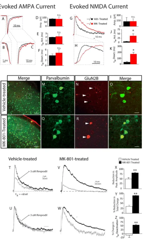 Figure 5. Postnatal NMDA receptor blockade increases expression of functional NR2B receptors in neocortical FSIs