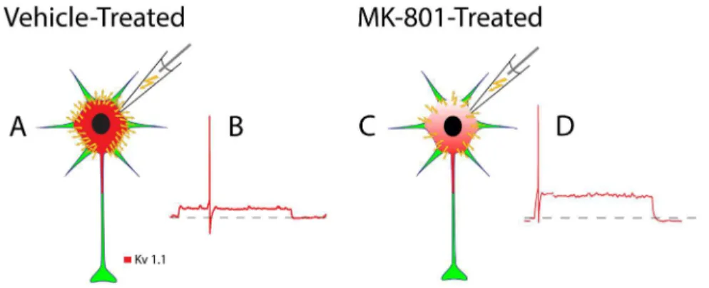 Figure 6. Schematic depiction of how neonatal MK-801 treatment impacts the spike timing of an FSI from an adolescent mouse