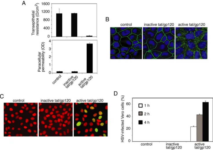 Figure 1. HIV tat- and gp120-induced disruption of TJs of oral epithelial cells facilitates the paracellular spread of HSV-1