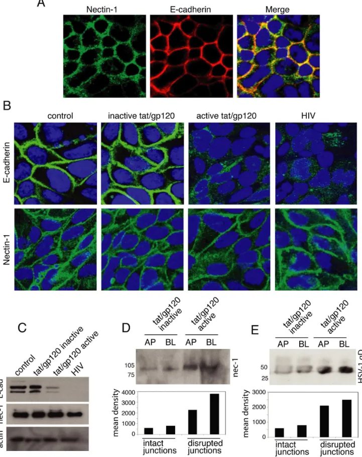 Figure 4. HIV-disrupted epithelial junctions lead to exposure of nectin-1 and facilitate its binding to HSV-1 gD