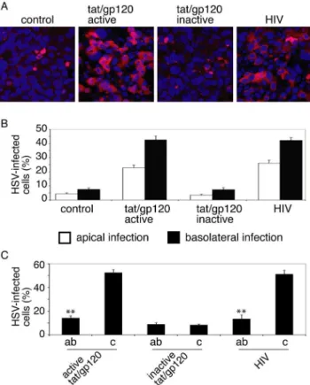 Figure 5. HIV-disrupted epithelial junctions facilitate HSV-1 infection. A. Polarized tonsil cells were treated with HIV tat/gp120 or HIV virions for 5 days and infected with HSV-1