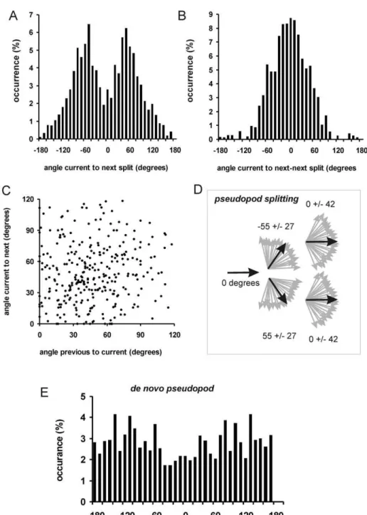 Figure 2. Pseudopod angles. A. Pseudopod extension was analyzed for the angle Q 1,2 between current and next splitting pseudopod, yielding a bimodal von Mises distribution with mean Q = +/255 degrees and SD = 28 degrees with 736 pseudopodia