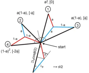 Figure 4. Bipedal amoeboid movement. The diagram shows the probabilities, angles and sizes of pairs of pseudopod extensions.