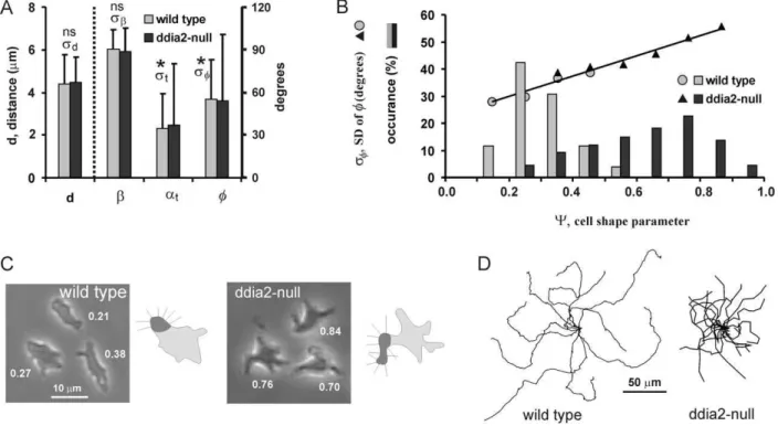 Figure 7. Movement of a mutant with irregular shape. Pseudopod formation and trajectories were recorded for 5h starved wild type and mutant ddia2-null cells
