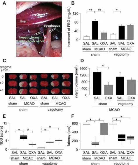 Figure 6. Effect of hepatic branch vagotomy on hypothalamic orexin-A-mediated suppression of FBG levels and neuronal damage on day 1 and 3, respectively after MCAO