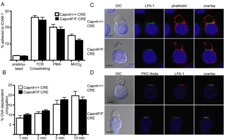 Figure 3. Calpain 4 is not required for CD4+ T cell adhesion, conjugation and Immune Synapse Formation